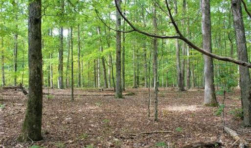 Photo of SOLD!! 95.7 Acres of Timber Land For Sale in Buckingham County VA!