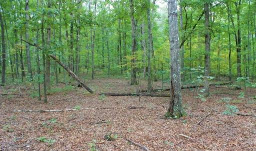 Photo of SOLD!! 95.7 Acres of Timber Land For Sale in Buckingham County VA!