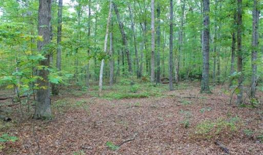 Photo of SOLD!! 95.7 Acres of Timber Land For Sale in Buckingham County VA!