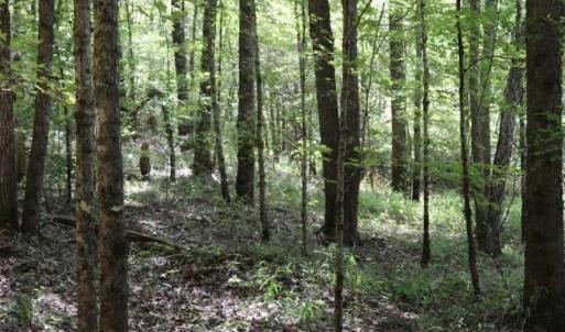 Photo of SOLD!!  6.84 Acres of Hunting and Residential Land For Sale in Caswell County NC!