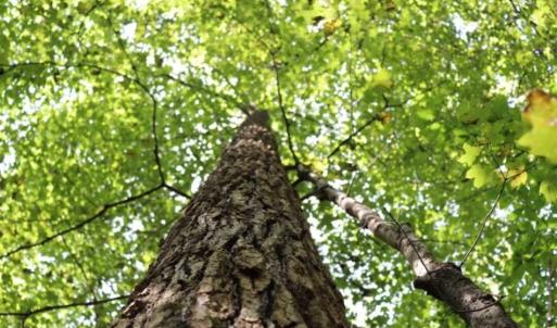 Photo of SOLD!!  6.84 Acres of Hunting and Residential Land For Sale in Caswell County NC!