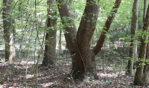 Photo of SOLD!!  6.84 Acres of Hunting and Residential Land For Sale in Caswell County NC!