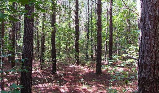Photo of REDUCED! 3 Acre Building Site For Sale in Southampton County VA!