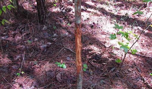 Photo of REDUCED! 3 Acre Building Site For Sale in Southampton County VA!