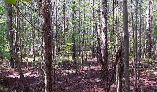 Photo of REDUCED! 3 Acre Building Site For Sale in Southampton County VA!