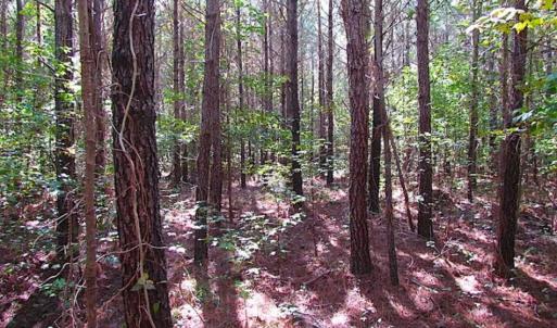 Photo of REDUCED! 3 Acre Building Site For Sale in Southampton County VA!