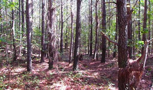 Photo of REDUCED! 3 Acre Building Site For Sale in Southampton County VA!