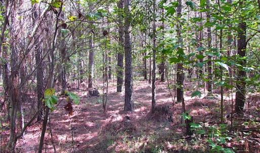 Photo of REDUCED! 3 Acre Building Site For Sale in Southampton County VA!
