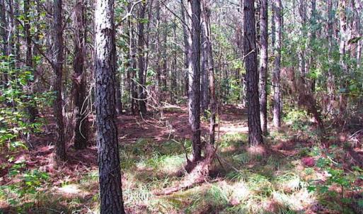 Photo of REDUCED! 3 Acre Building Site For Sale in Southampton County VA!