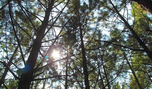 Photo of REDUCED! 3 Acre Building Site For Sale in Southampton County VA!