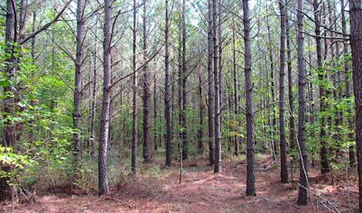 Photo of REDUCED! 3 Acre Building Site For Sale in Southampton County VA!
