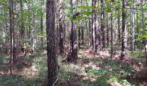 Photo of REDUCED! 3 Acre Building Site For Sale in Southampton County VA!