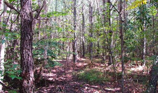 Photo of REDUCED! 3 Acre Building Site For Sale in Southampton County VA!