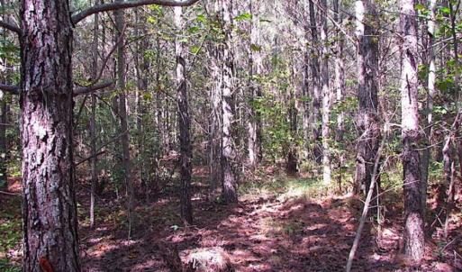 Photo of REDUCED! 3 Acre Building Site For Sale in Southampton County VA!