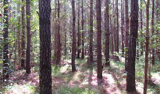 Photo of REDUCED! 3 Acre Building Site For Sale in Southampton County VA!