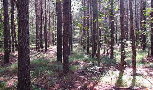 Photo of REDUCED! 3 Acre Building Site For Sale in Southampton County VA!