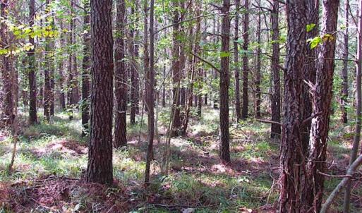 Photo of REDUCED! 3 Acre Building Site For Sale in Southampton County VA!