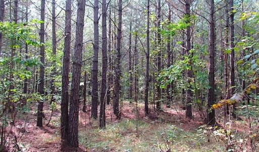 Photo of REDUCED! 3 Acre Building Site For Sale in Southampton County VA!
