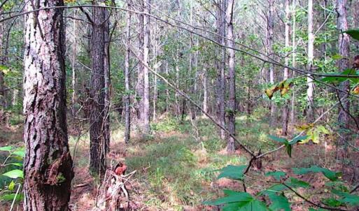 Photo of REDUCED! 3 Acre Building Site For Sale in Southampton County VA!