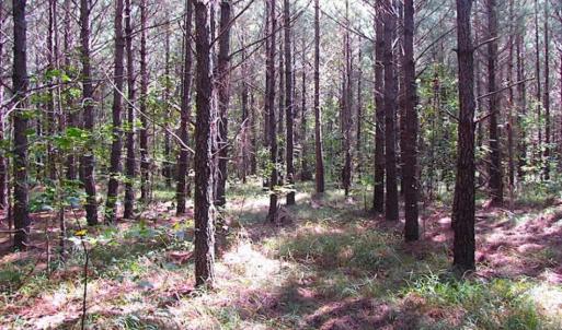 Photo of REDUCED! 3 Acre Building Site For Sale in Southampton County VA!