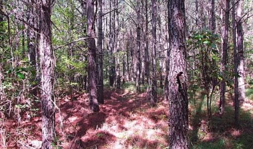 Photo of REDUCED! 3 Acre Building Site For Sale in Southampton County VA!