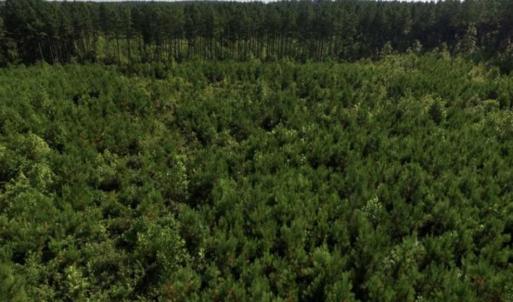 Photo of UNDER CONTRACT!!  45 Acres of Recreational and Hunting Land For Sale in Mecklenburg County VA!