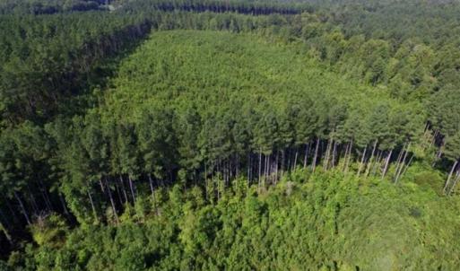Photo of UNDER CONTRACT!!  45 Acres of Recreational and Hunting Land For Sale in Mecklenburg County VA!
