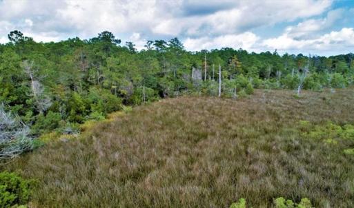 Photo of REDUCED! 17.82 Acres of Hunting Land for Sale in Pamlico County NC!