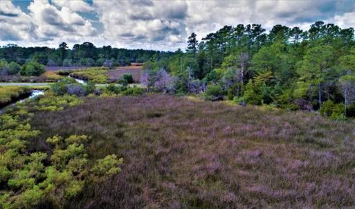Photo of REDUCED! 17.82 Acres of Hunting Land for Sale in Pamlico County NC!