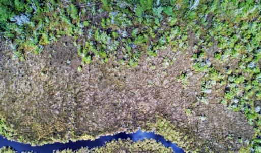 Photo of REDUCED! 17.82 Acres of Hunting Land for Sale in Pamlico County NC!