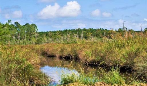 Photo of REDUCED! 17.82 Acres of Hunting Land for Sale in Pamlico County NC!
