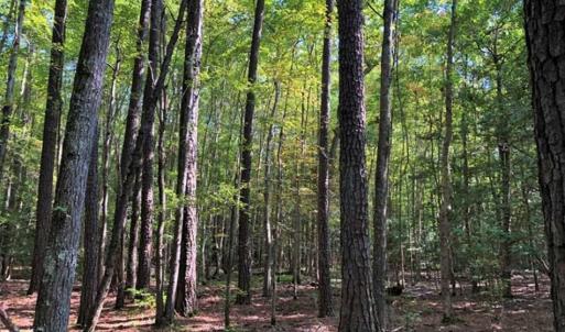 Photo of 0.75 Acres of Residential Land for Sale in Richmond County VA!