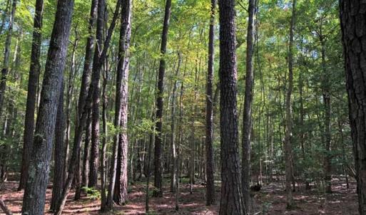 Photo of 0.71 Acres of Residential Land for Sale in Richmond County VA!
