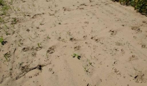 Photo of UNDER CONTRACT!!  31 Acre Timber and Farm Land for Sale in Bertie County NC!