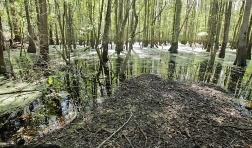 Photo of UNDER CONTRACT!!  31 Acre Timber and Farm Land for Sale in Bertie County NC!