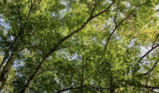 Photo of UNDER CONTRACT!!  31 Acre Timber and Farm Land for Sale in Bertie County NC!