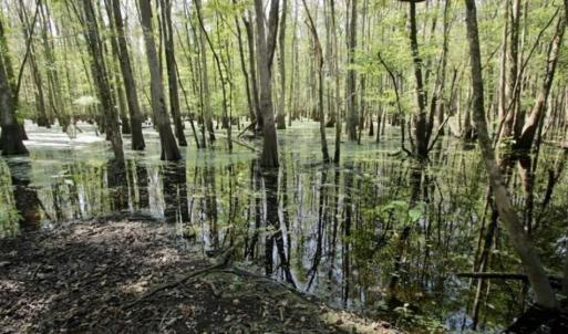 Photo of UNDER CONTRACT!!  31 Acre Timber and Farm Land for Sale in Bertie County NC!