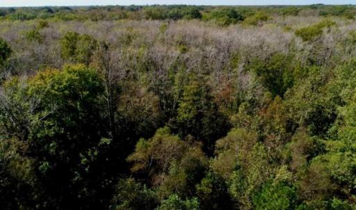 Photo of UNDER CONTRACT!!  31 Acre Timber and Farm Land for Sale in Bertie County NC!