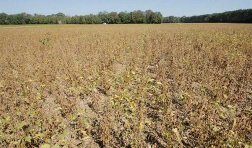 Photo of UNDER CONTRACT!!  31 Acre Timber and Farm Land for Sale in Bertie County NC!