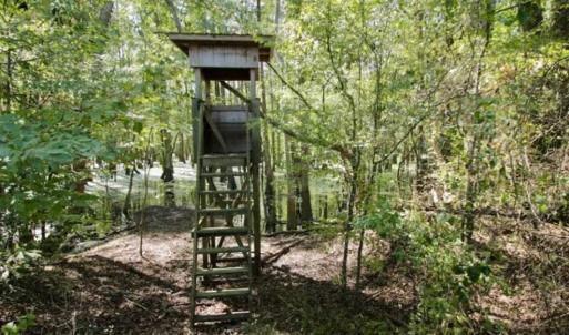 Photo of UNDER CONTRACT!!  31 Acre Timber and Farm Land for Sale in Bertie County NC!