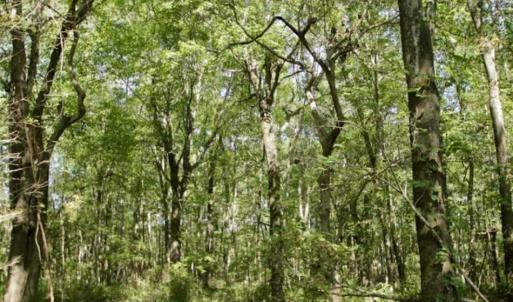 Photo of UNDER CONTRACT!!  31 Acre Timber and Farm Land for Sale in Bertie County NC!