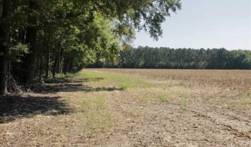 Photo of UNDER CONTRACT!!  31 Acre Timber and Farm Land for Sale in Bertie County NC!