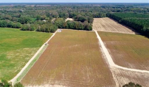 Photo of UNDER CONTRACT!!  31 Acre Timber and Farm Land for Sale in Bertie County NC!