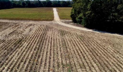 Photo of UNDER CONTRACT!!  31 Acre Timber and Farm Land for Sale in Bertie County NC!