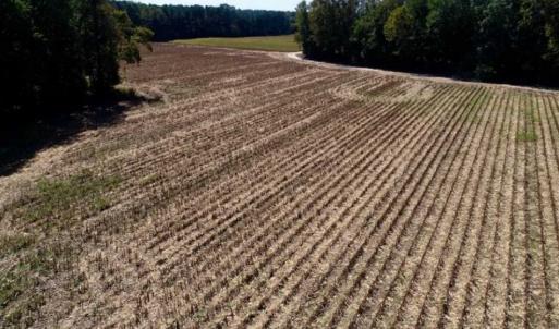 Photo of UNDER CONTRACT!!  31 Acre Timber and Farm Land for Sale in Bertie County NC!