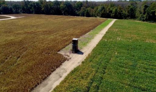 Photo of UNDER CONTRACT!!  31 Acre Timber and Farm Land for Sale in Bertie County NC!