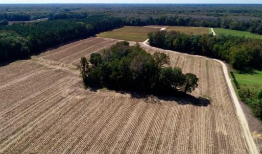 Photo of UNDER CONTRACT!!  31 Acre Timber and Farm Land for Sale in Bertie County NC!