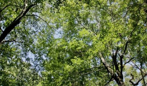 Photo of UNDER CONTRACT!!  31 Acre Timber and Farm Land for Sale in Bertie County NC!
