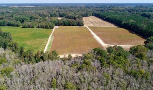 Photo of UNDER CONTRACT!!  31 Acre Timber and Farm Land for Sale in Bertie County NC!