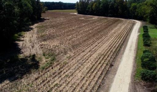 Photo of UNDER CONTRACT!!  31 Acre Timber and Farm Land for Sale in Bertie County NC!